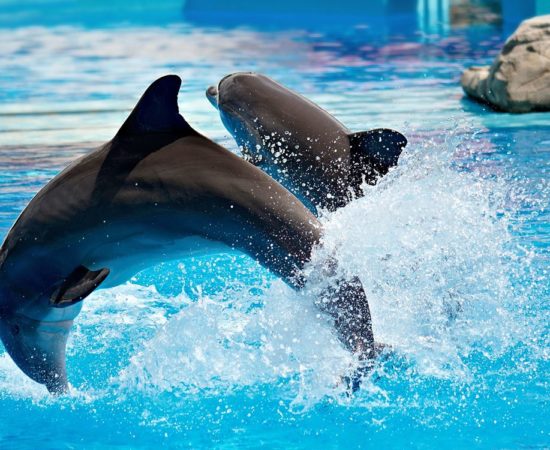 Icmeler Dolphin Show