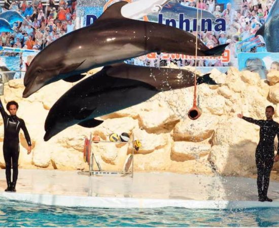 Icmeler Dolphin Show