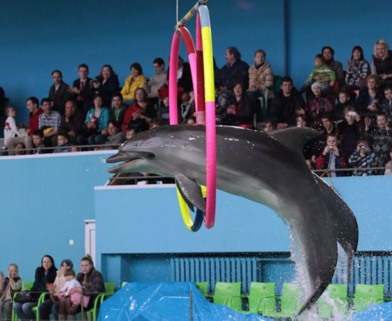 Icmeler Dolphin Show