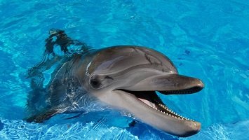 Marmaris Dolphin Show