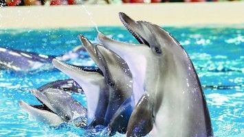 Side Dolphin Show