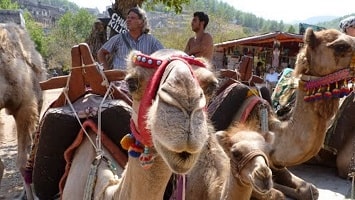 Fethiye Camel Riding