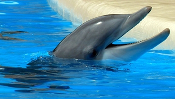 bodrum show dolphin